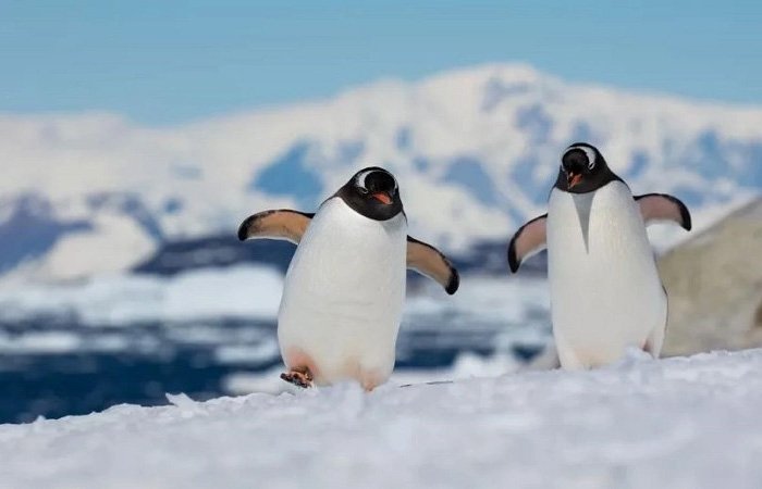 Bắc cực là một vùng khu vực nằm ở cực Bắc của Trái Đất