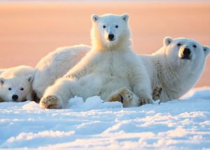 Bắc Cực Là Gì? Tất Tần Tật Những Điều Bạn Cần Biết