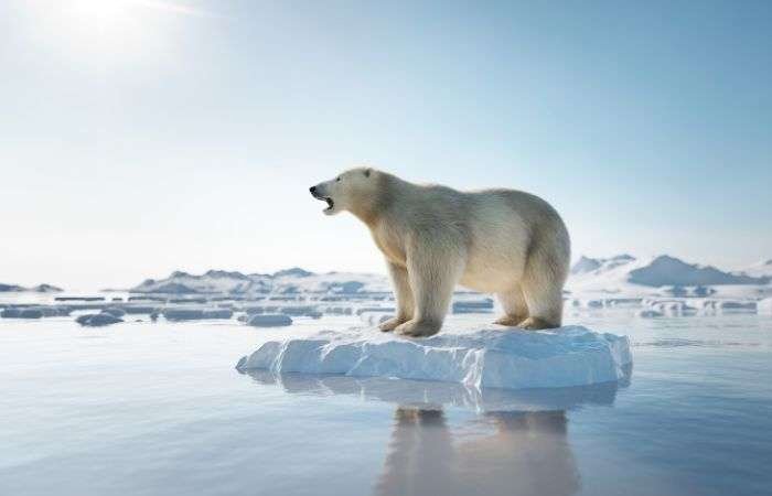 Băng tan làm ảnh hưởng tới môi trường sống của nhiều loại động vật 