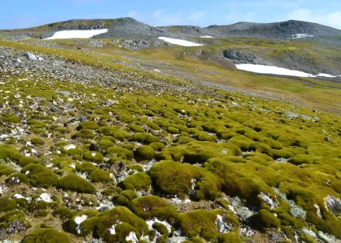 Nhiệt độ tại bán đảo Nam Cực có thể đạt ngưỡng 10°C đến 15°C