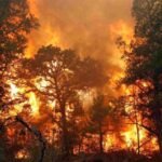 Cháy Rừng Là Gì? Nguyên Nhân, Hậu Quả, Cách Xử Lý