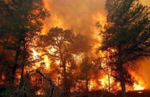 Cháy Rừng Là Gì? Nguyên Nhân, Hậu Quả, Cách Xử Lý