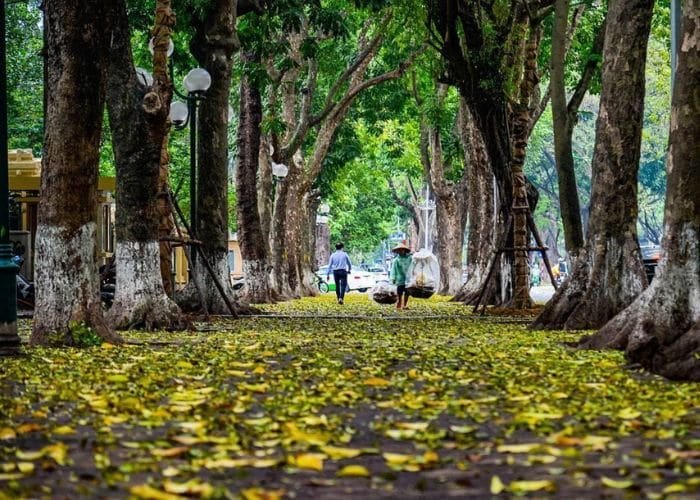 Khí hậu Việt Nam chịu sự chi phối mạnh mẽ của các loại gió mùa hoạt động luân phiên