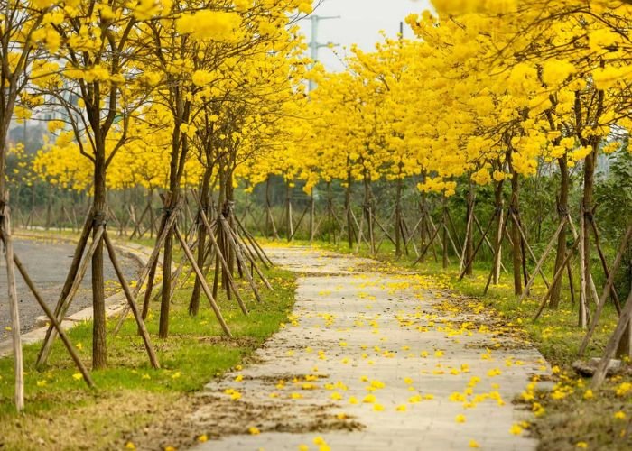 Miền Bắc trải qua mùa xuân với mưa xuân ấm áp và mùa thu với bầu trời trong xanh, không khí mát mẻ