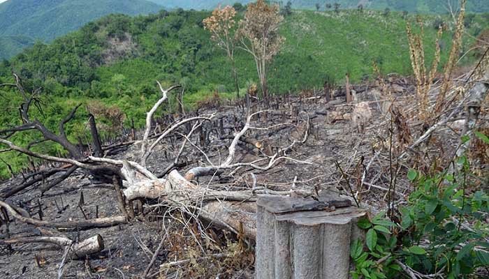 Nạn phá rừng quy mô lớn ngày càng nhiều