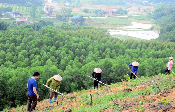Đẩy mạnh các dự án trồng và bảo vệ rừng đầu nguồn