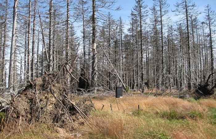 Mưa axit có thể làm suy thoái rừng và đất đai