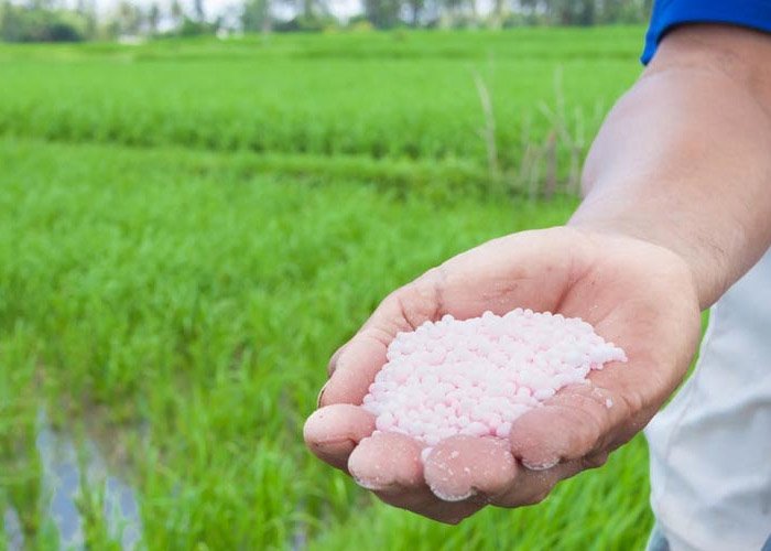 Sử dụng các loại phân bón hoá học cũng là nguyên nhân gây nên hiệu ứng nhà kính