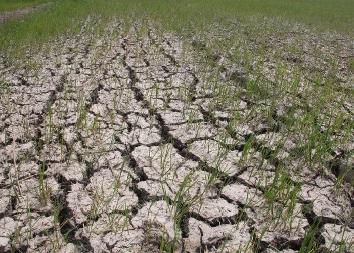 Sự xâm nhập mặn làm giảm năng suất cây trồng