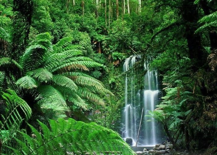 Rừng mưa nhiệt đới có khí hậu cực kỳ ổn định, nóng ẩm quanh năm