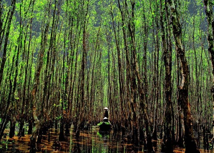 Rừng ngập mặn lại có vai trò sinh thái cực kỳ quan trọng đối với cộng đồng ven biển