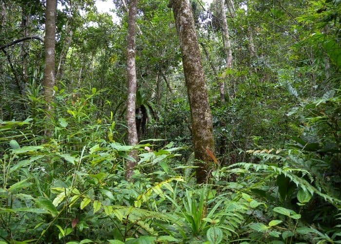 Rừng nhiệt đới là nguồn cung cấp tài nguyên sinh học vô giá