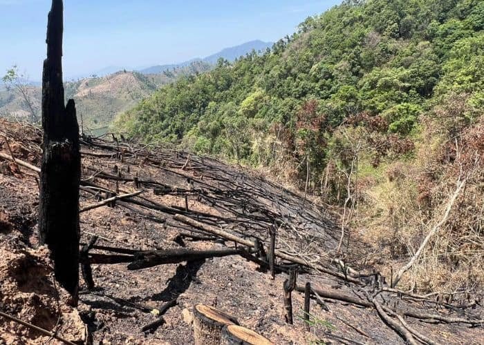 Phá rừng để lấy đất nông nghiệp là nguyên nhân hàng đầu