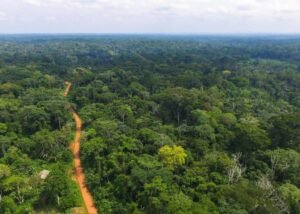 Rừng nhiệt đới là gì? Khám phá hệ sinh thái vĩ đại nhất