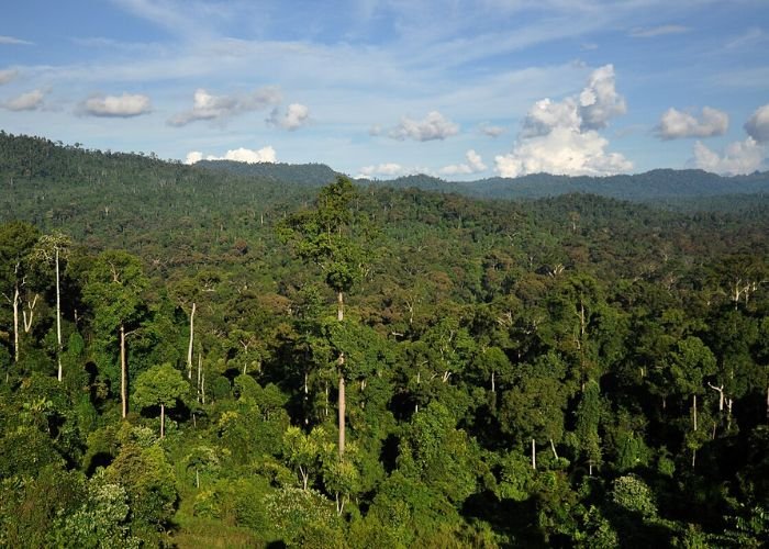 Rừng nhiệt đới là một loại quần xã sinh vật bao phủ các khu vực nằm gần đường xích đạo