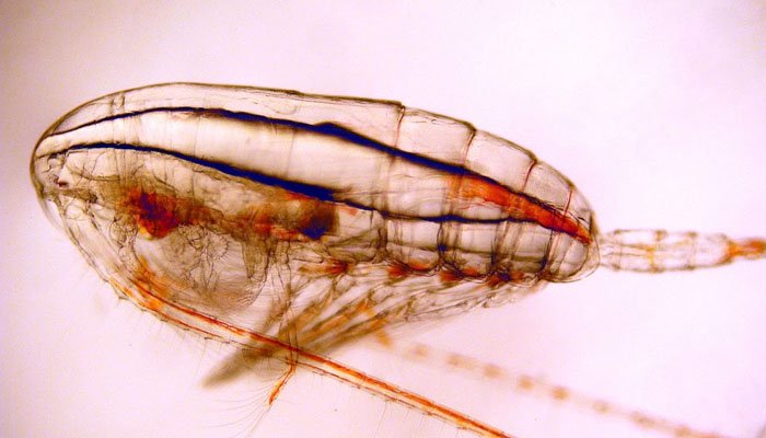 Thủng tầng ozon làm mất cân bằng hệ sinh thái biển