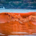 Thuỷ Triều Đỏ Là Gì? Nguyên Nhân, Và Biện Pháp Ngăn Ngừa