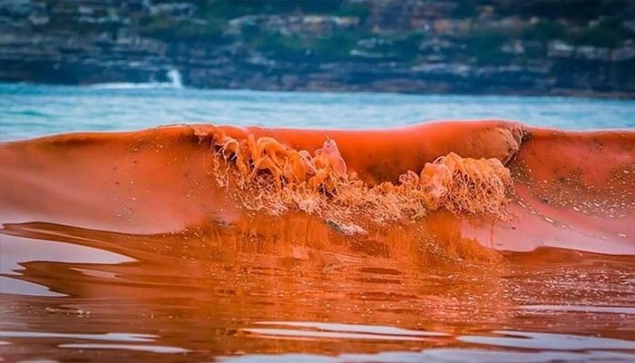 Thuỷ triều đỏ là hiện tượng tảo biển sinh sản với số lượng lớn