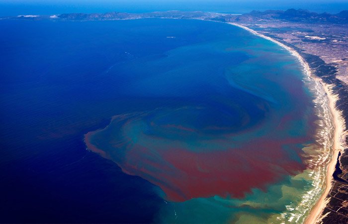 Thuỷ triều đỏ hình thành do yếu tố, cả tự nhiên và nhân tạo