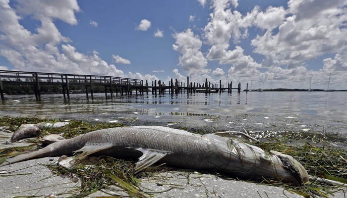 Thuỷ triều đỏ gây thiệt hại cho sinh vật biển