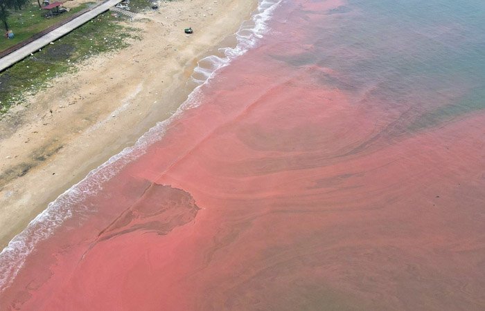 Hiện tượng thuỷ triều đỏ ở Hà Tĩnh do chất thải độc hại từ Formosa