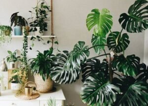 Các loại cây nhiệt đới: Đặc điểm và hướng dẫn cách chăm sóc