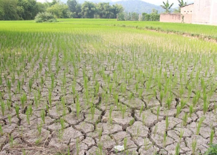 Mùa khô kéo dài gây ra tình trạng thiếu hụt nước ngọt nghiêm trọng cho cả sinh hoạt và sản xuất