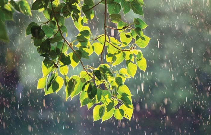 Gió Tây ôn đới thường gây mưa nhiều