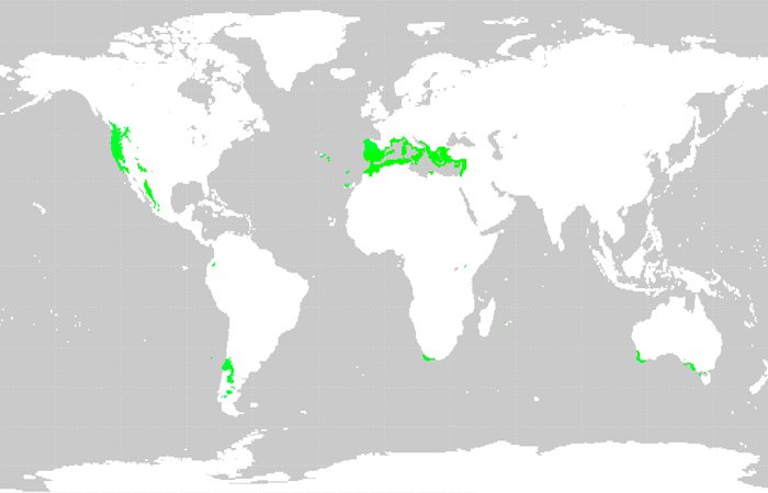 Những vùng chịu ảnh hưởng của khí hậu Địa Trung Hải