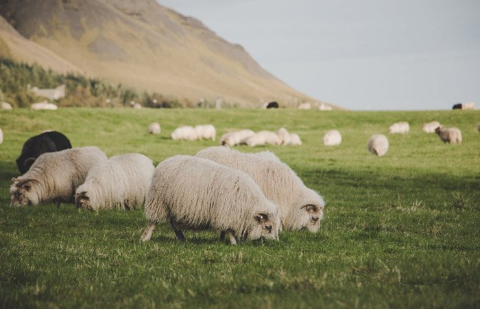 Cừu là động vật khá phổ biến ở vùng này