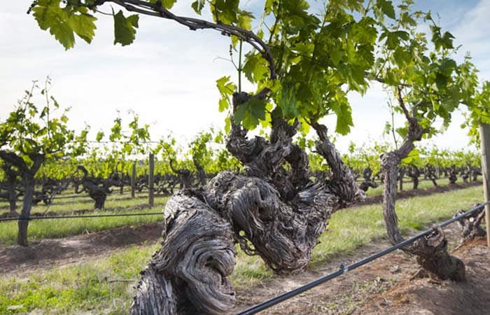 Hình ảnh canh tác khô để hạn chế việc tưới tiêu trong mùa hạn hán