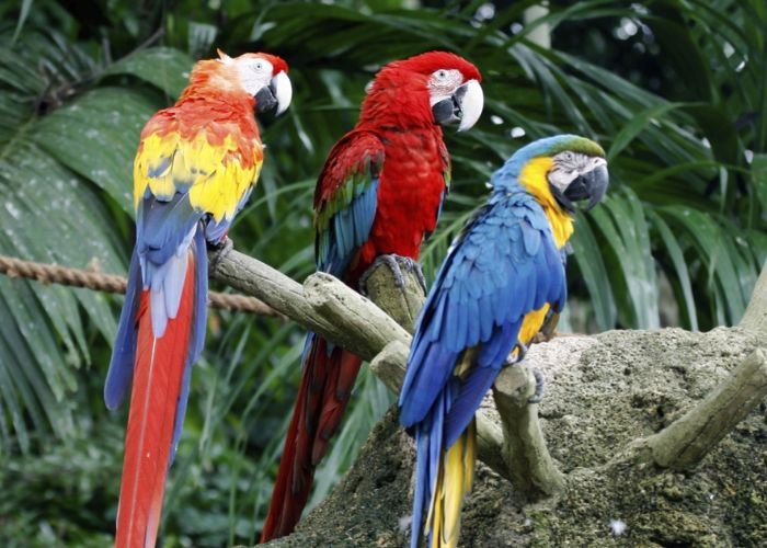 Khí hậu nhiệt đới tạo ra môi trường sống lý tưởng cho hàng triệu loài động thực vật khác nhau