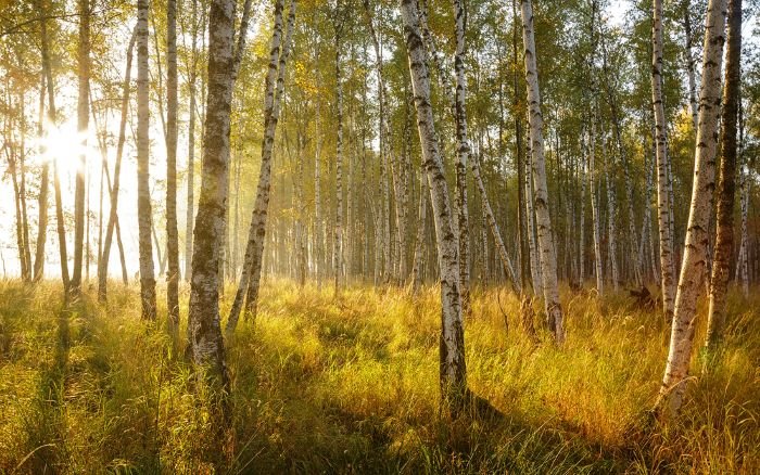 khi hau on doi la gi