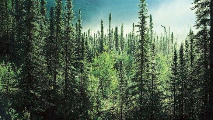 khí hậu ôn đới là gì