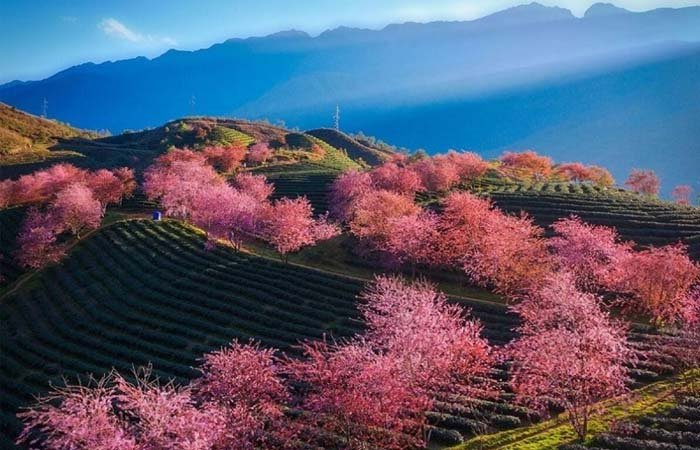 Hình ảnh Sapa vào mùa xuân