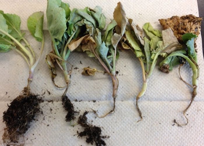 Thách thức khi trồng rau vào mùa mưa đó là gặp phải tình trạng thối rễ
