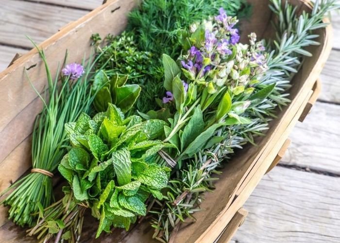 Rau gia vị là nhóm cây trồng đứng đầu trong danh sách giải đáp thắc mắc mùa mưa nên trồng rau gì