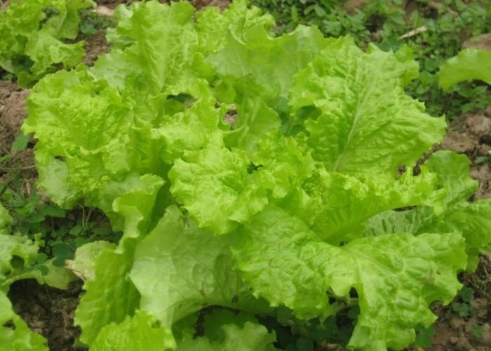 Các giống xà lách sinh trưởng ổn định trong điều kiện thiếu hụt ánh sáng mặt trời