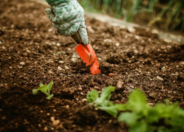 Cách xử lý đất trồng để tăng độ thông thoáng và thoát nước