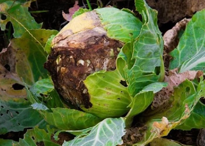 Cách xử lý nấm và vi khuẩn gây thối nhũn lá