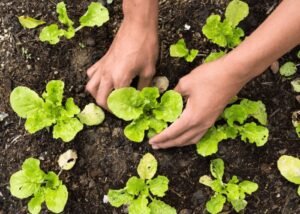 Mùa mưa nên trồng rau gì? Top giống rau chịu úng và dễ trồng