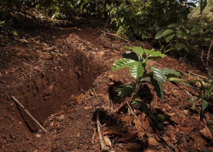 Tính chất của đất feralit và hệ sinh thái rừng nhiệt đới