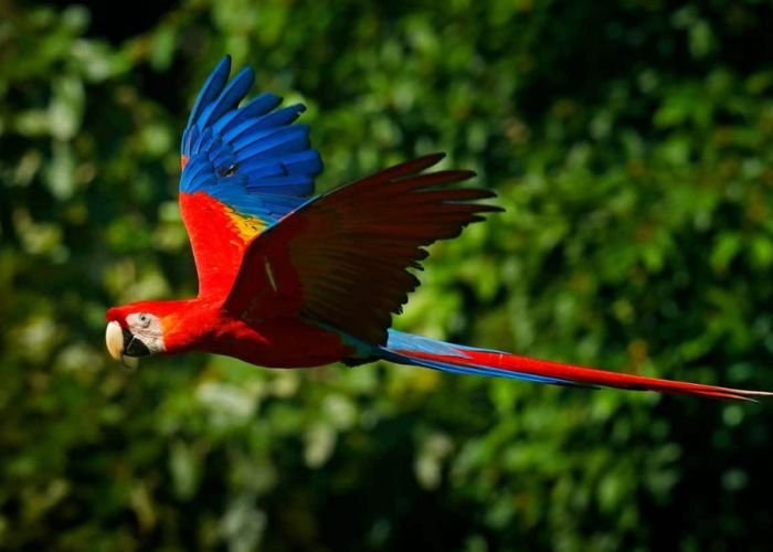 Khu vực này sở hữu hơn 40.000 loài thực vật cùng hàng nghìn loài chim và động vật có vú quý hiếm