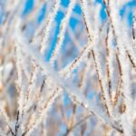 Sương muối là gì? Cơ chế hình thành và biện pháp phòng chống