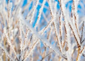 Sương muối là gì? Cơ chế hình thành và biện pháp phòng chống