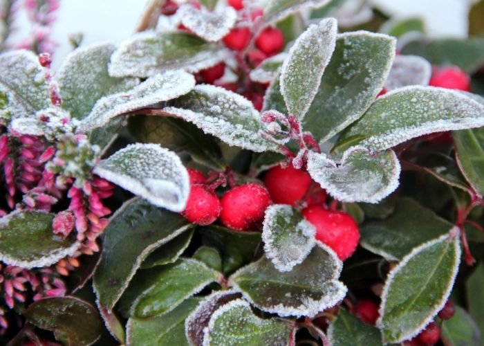 Sương muối gây ra hiện tượng cháy lá và chết héo hàng loạt các loại hoa màu