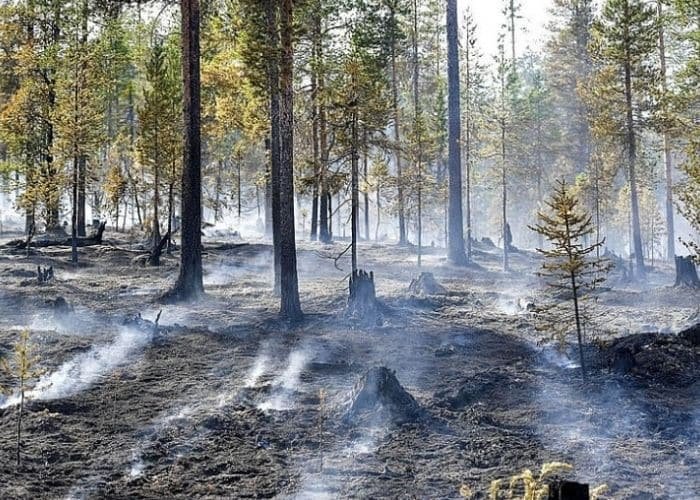 Việc đốt nhiên liệu hóa thạch làm giải phóng một lượng lớn khí carbon dioxide vào khí quyển