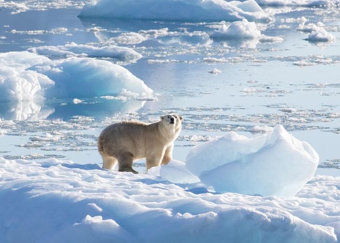 Mùa đông tại Bắc Cực bắt đầu từ tháng 9 đến tháng 3 năm sau