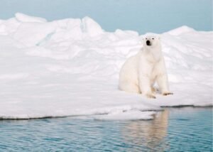 Bắc Cực hay Nam Cực lạnh hơn? Giải mã sự khác biệt nhiệt độ