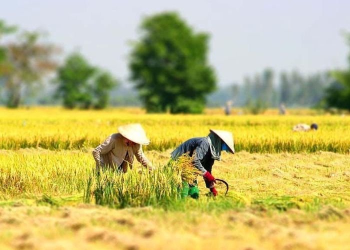 Vụ Hè Thu ở Quảng Nam được triển khai nhanh gọn từ tháng 5 đến tháng 8